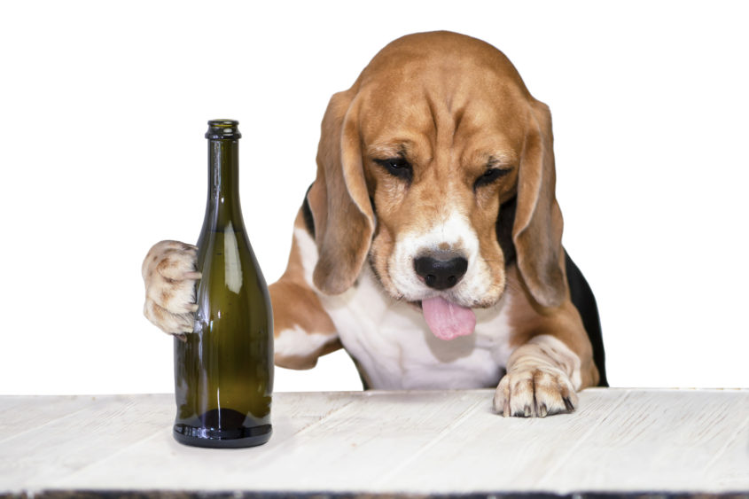 funny-drunk-beagle-dog-with-protruding-tongue-drinking