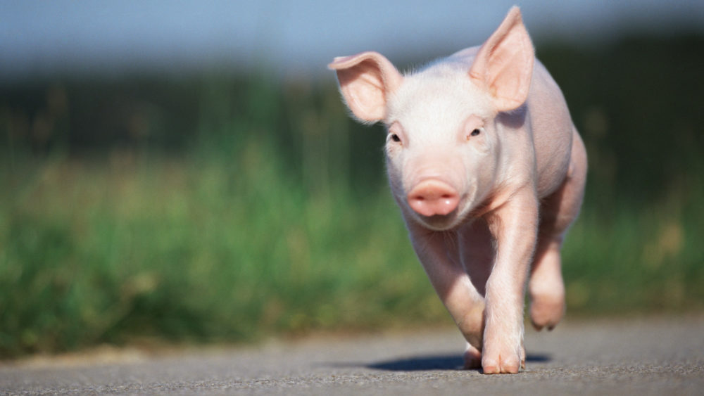 piglet-running-along-road