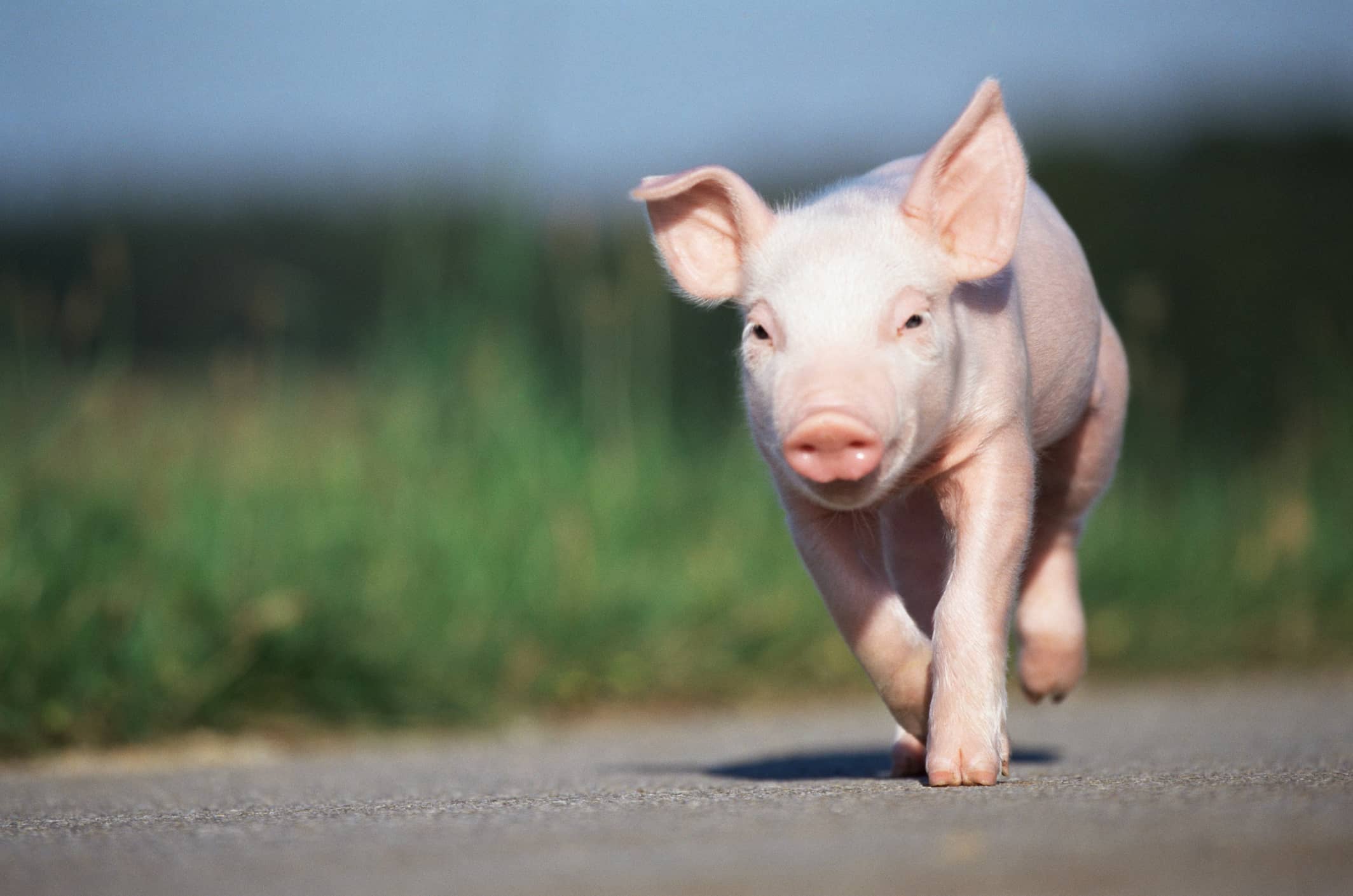 piglet-running-along-road