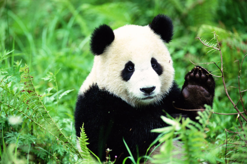 giant-panda-ailuropoda-melanoleuca