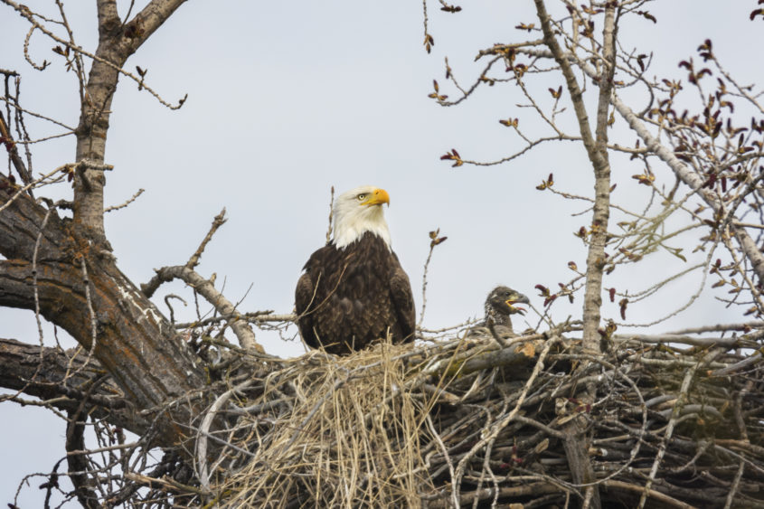 beautiful-close-up-of-bald-eagle-mother-with-young-eaglet-on-nest