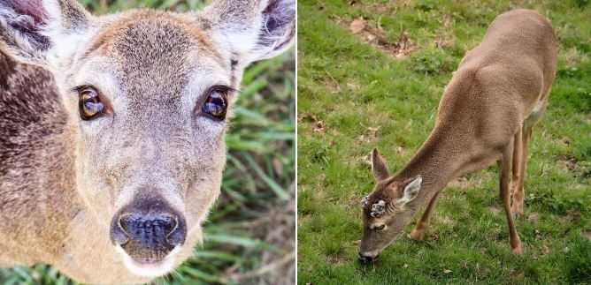 deer-killed-at-wnc-nature-center-jpg-643d63a88292e109920