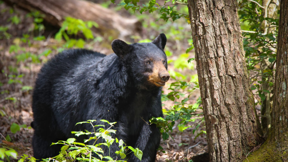 side-view-of-bear-standing-in-forestgreat-smoky-mountainsunited-statesusa