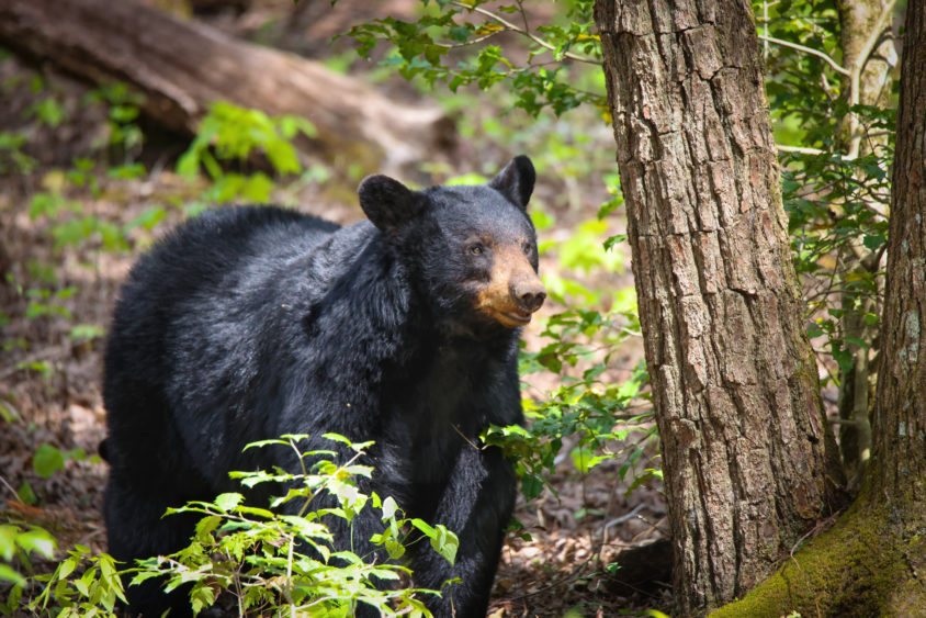 side-view-of-bear-standing-in-forestgreat-smoky-mountainsunited-statesusa