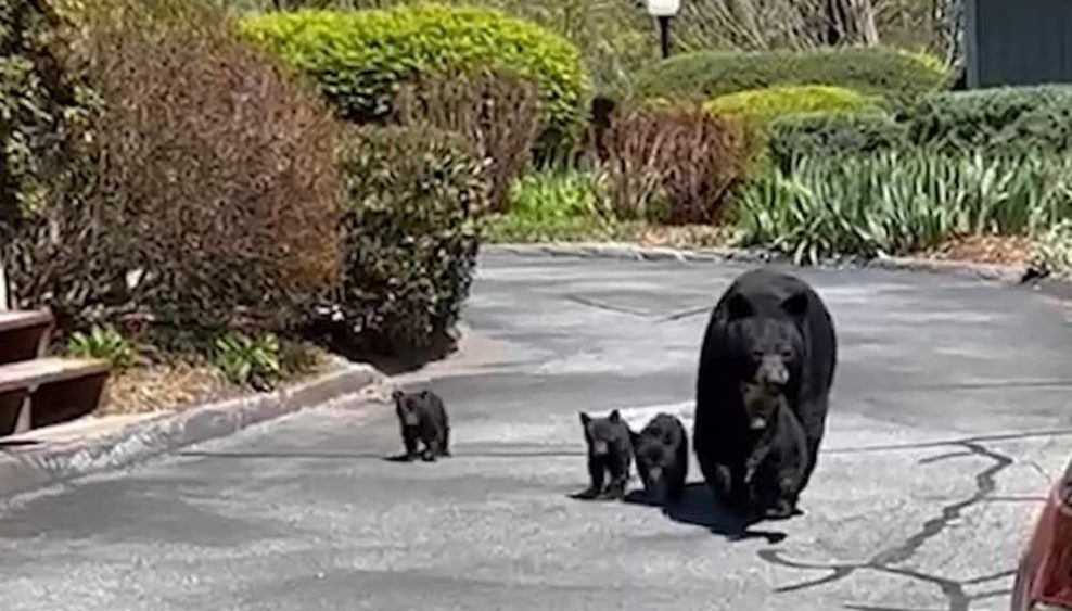 mama-bear-and-cubs-64403b919c514548081