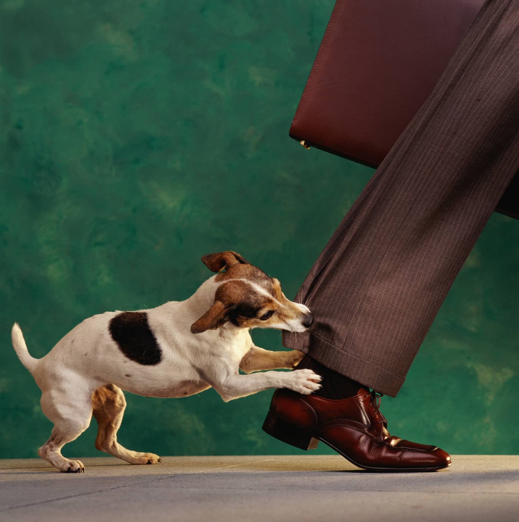 dognipping-at-your-heels