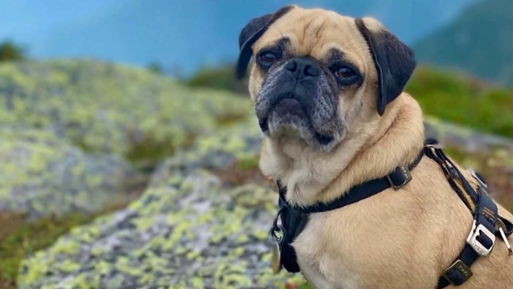 woof-the-pug-hikes-new-hampshire-48-6445a11971078439138