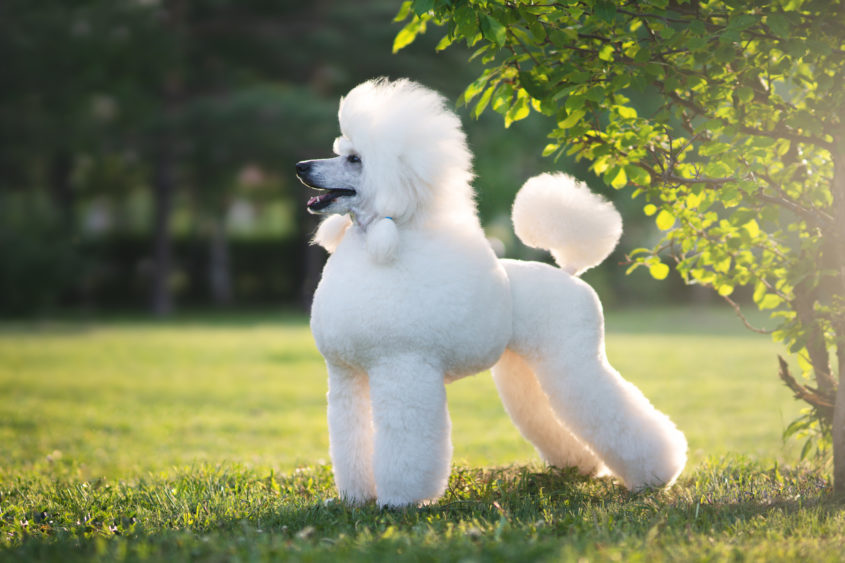 white-big-royal-poodle-dog