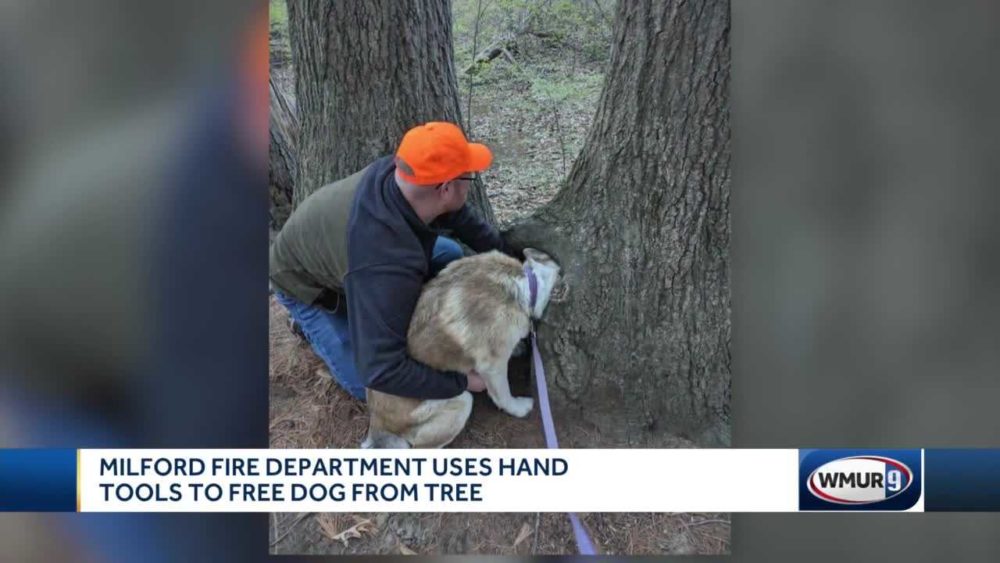 dog-head-stuck-in-tree-64510fdae39f5171614