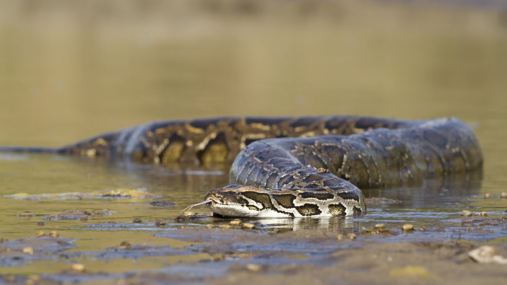 asian-python-in-river-in-nepal