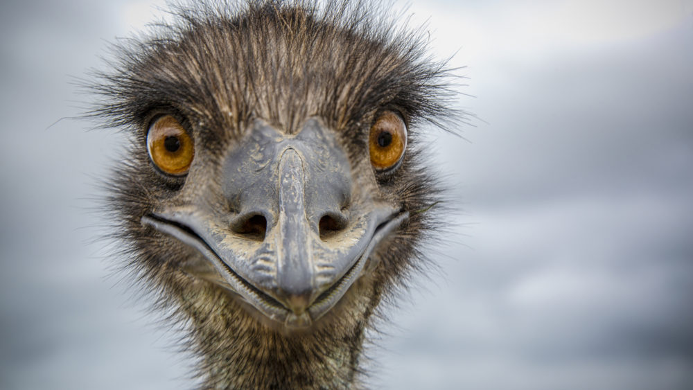 close-up-of-an-australian-emu