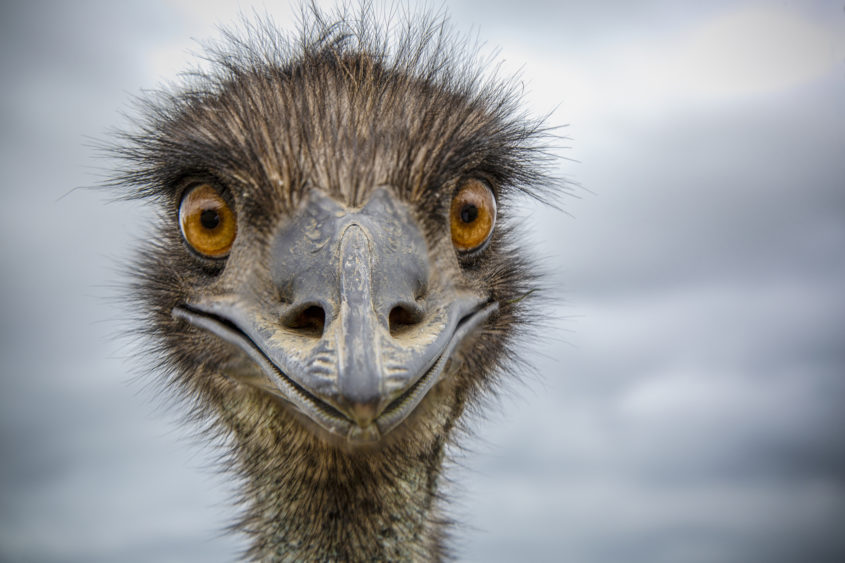 close-up-of-an-australian-emu