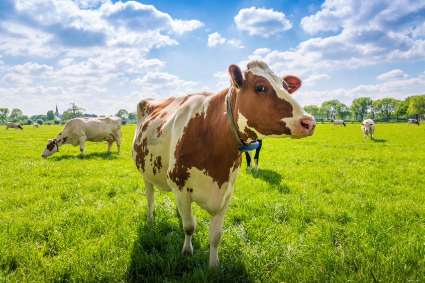 cow-on-a-green-grass-field