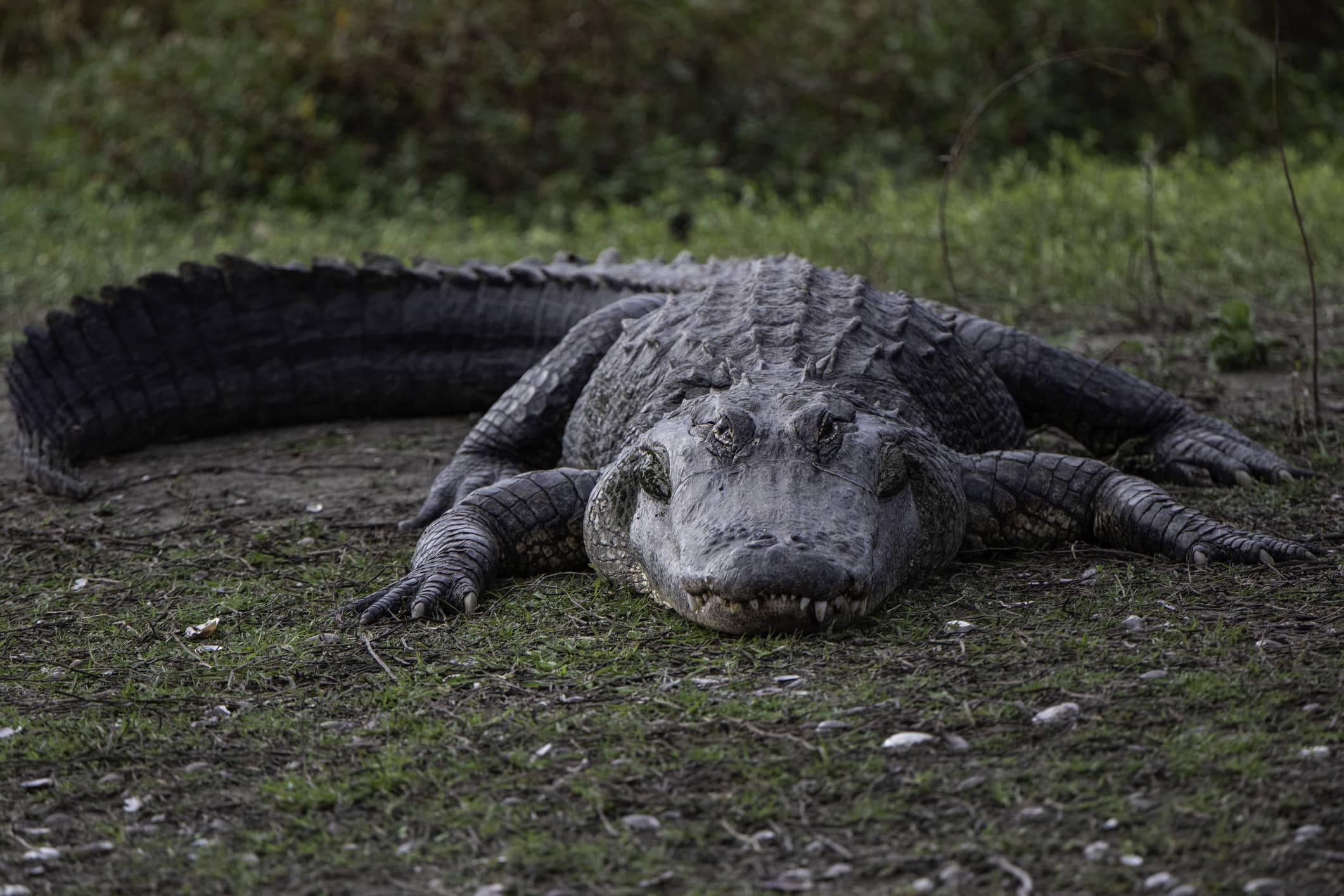 very-large-alligator-sunning-itself