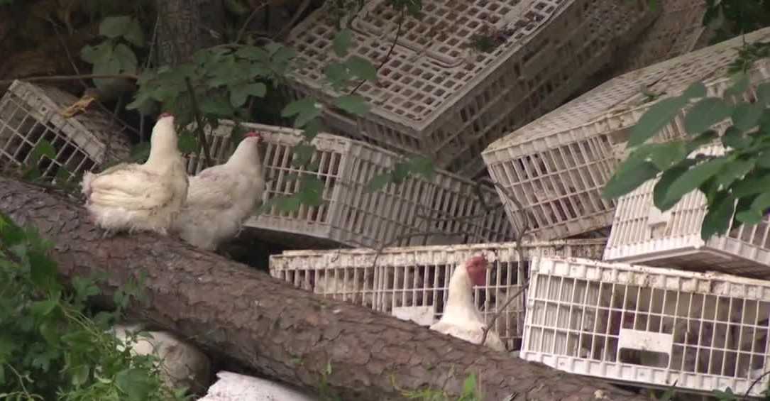 chickens-646e0a6d13551180560