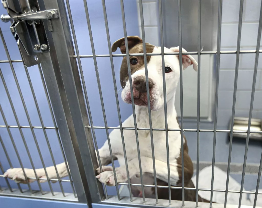 pit-bull-awaits-adoption-at-long-island-shelter