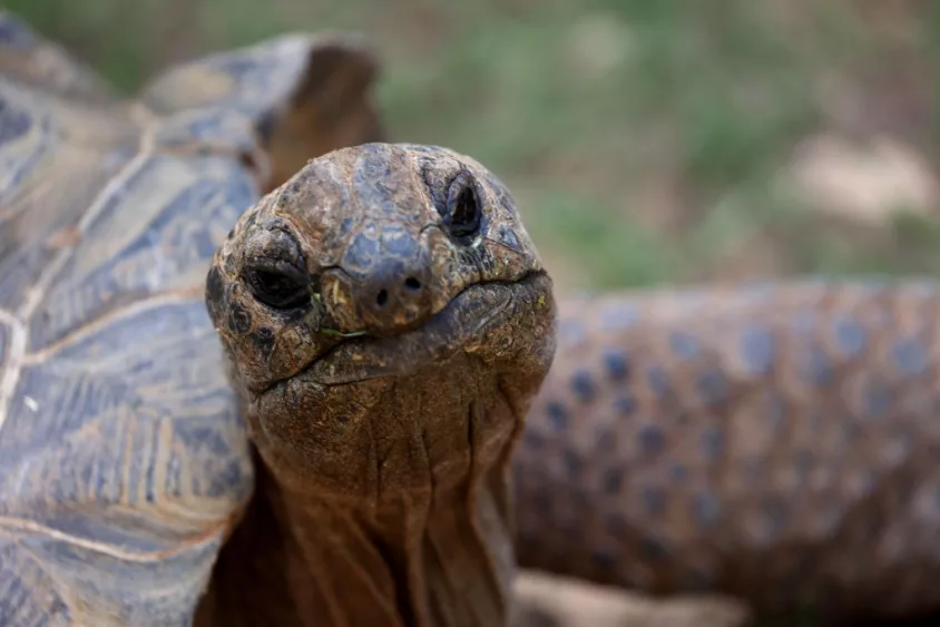 mideast-jerusalem-world-turtle-day