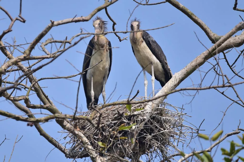 india-assam-nagaon-adjutant-stork