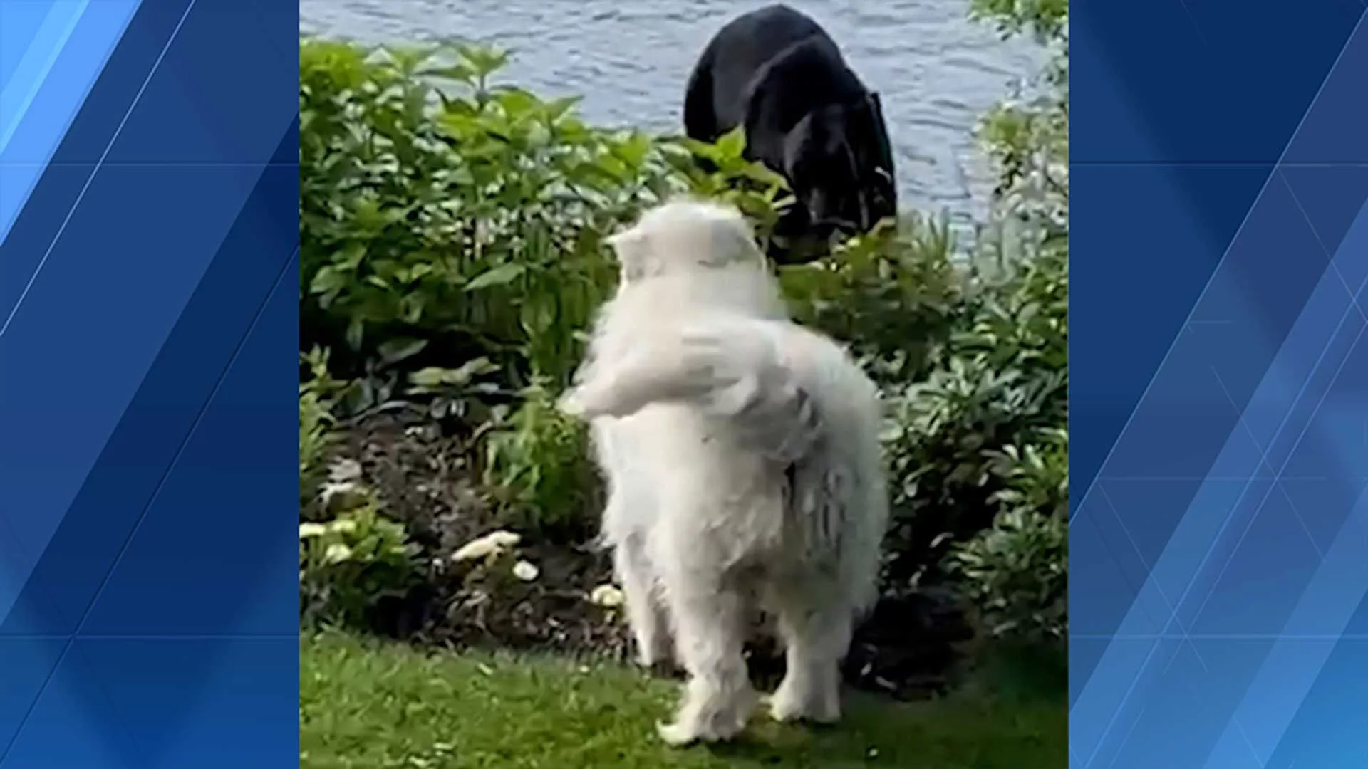 dog-encounters-bear-cohasset-massachusetts-6-19-2023-649103433da8f996826