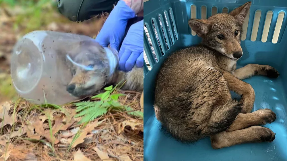 coyote-pup-has-head-freed-from-plastic-container-massachusetts-6493a21431919399103