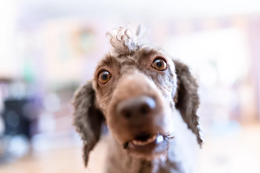 funny-portrait-of-a-dog-with-bulging-eyes