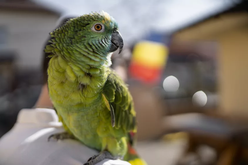 parrot-carried-on-the-shoulder-outdoors-attached-to-the-partner