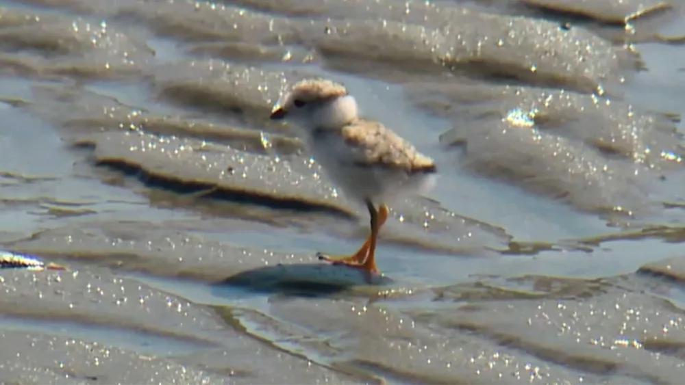 piping-plover-chick-on-duxbury-beach-6-26-2023-649a0b988ce78596087