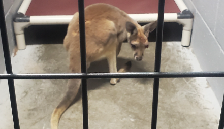 kangaroo-found-649db8f7c8536698473