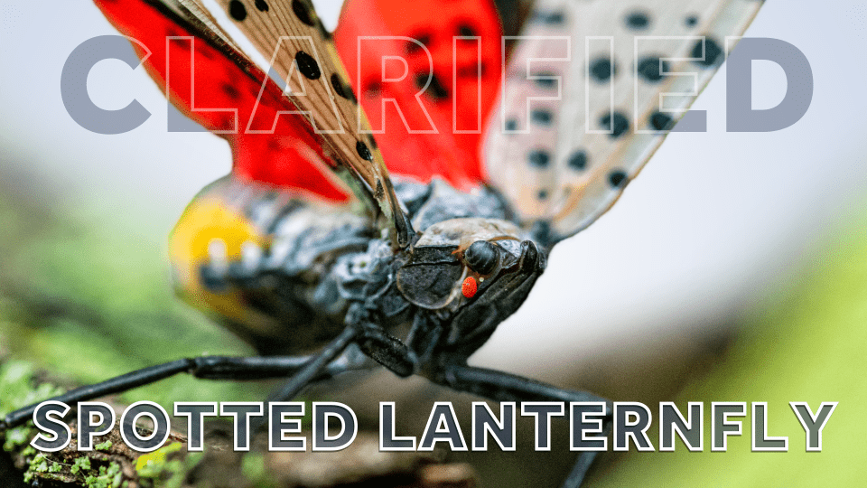 clarified-spottedlanternfly-thumbnail-649f0e9d57a88845791