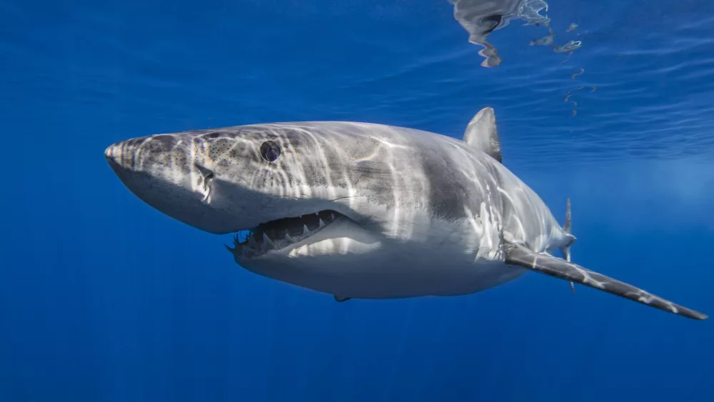 mexico-guadalupe-great-white-shark-underwater