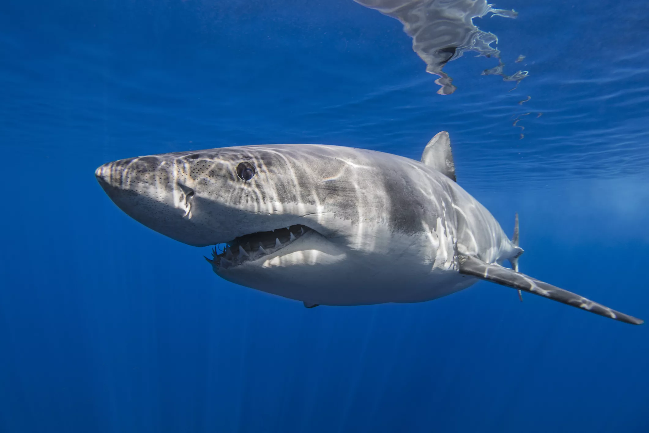 mexico-guadalupe-great-white-shark-underwater