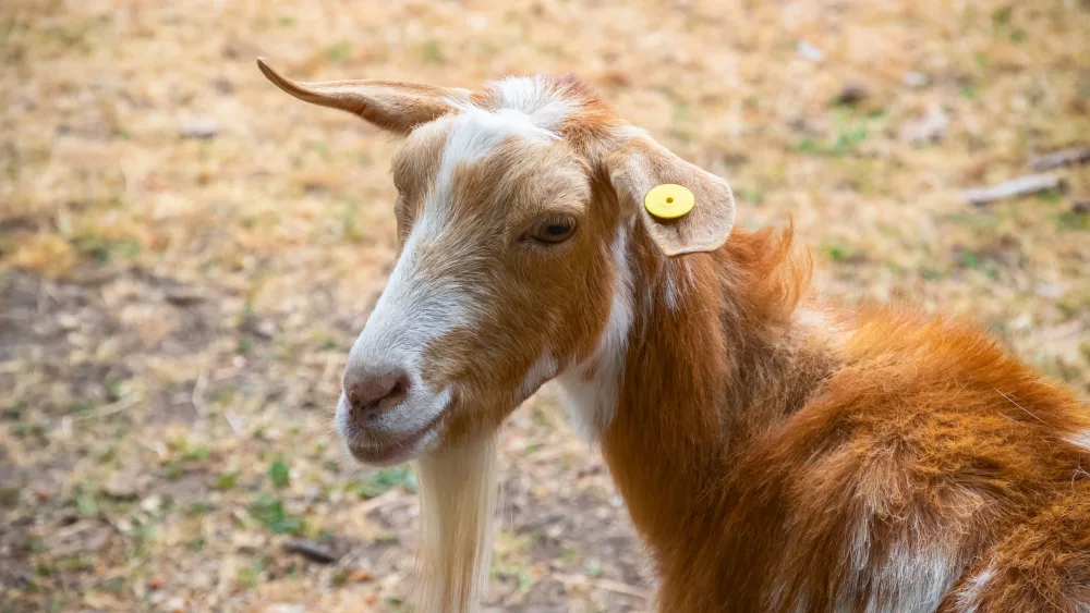 golden-guernsey-goat-at-hackney-city-farm-in-london