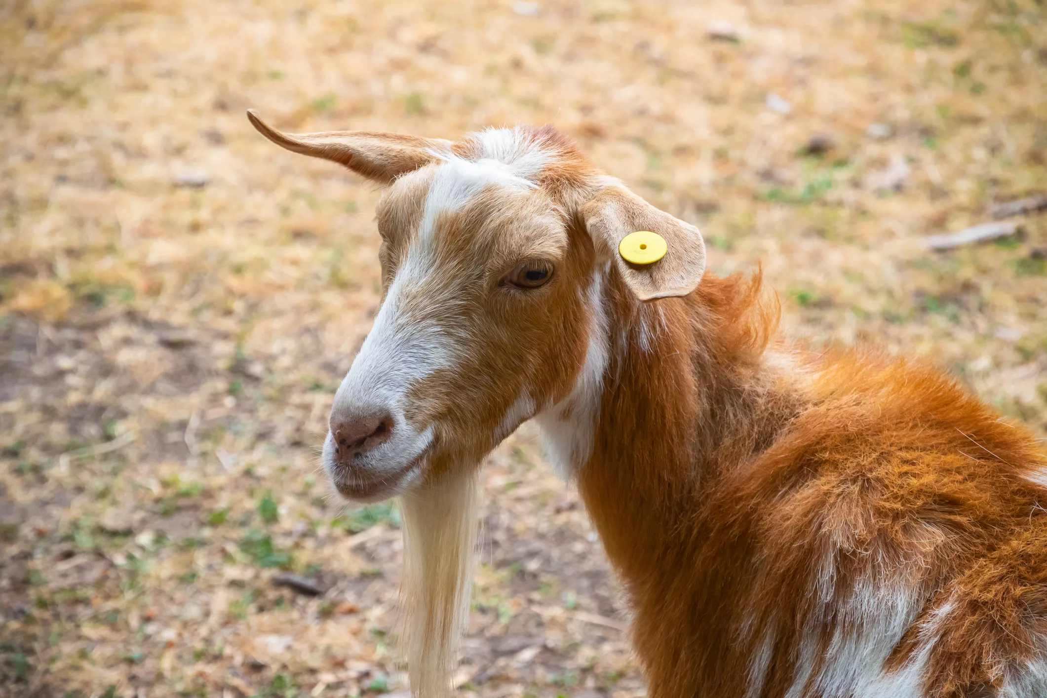 golden-guernsey-goat-at-hackney-city-farm-in-london