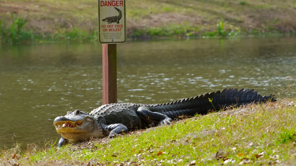 danger-alligator-do-not-feed