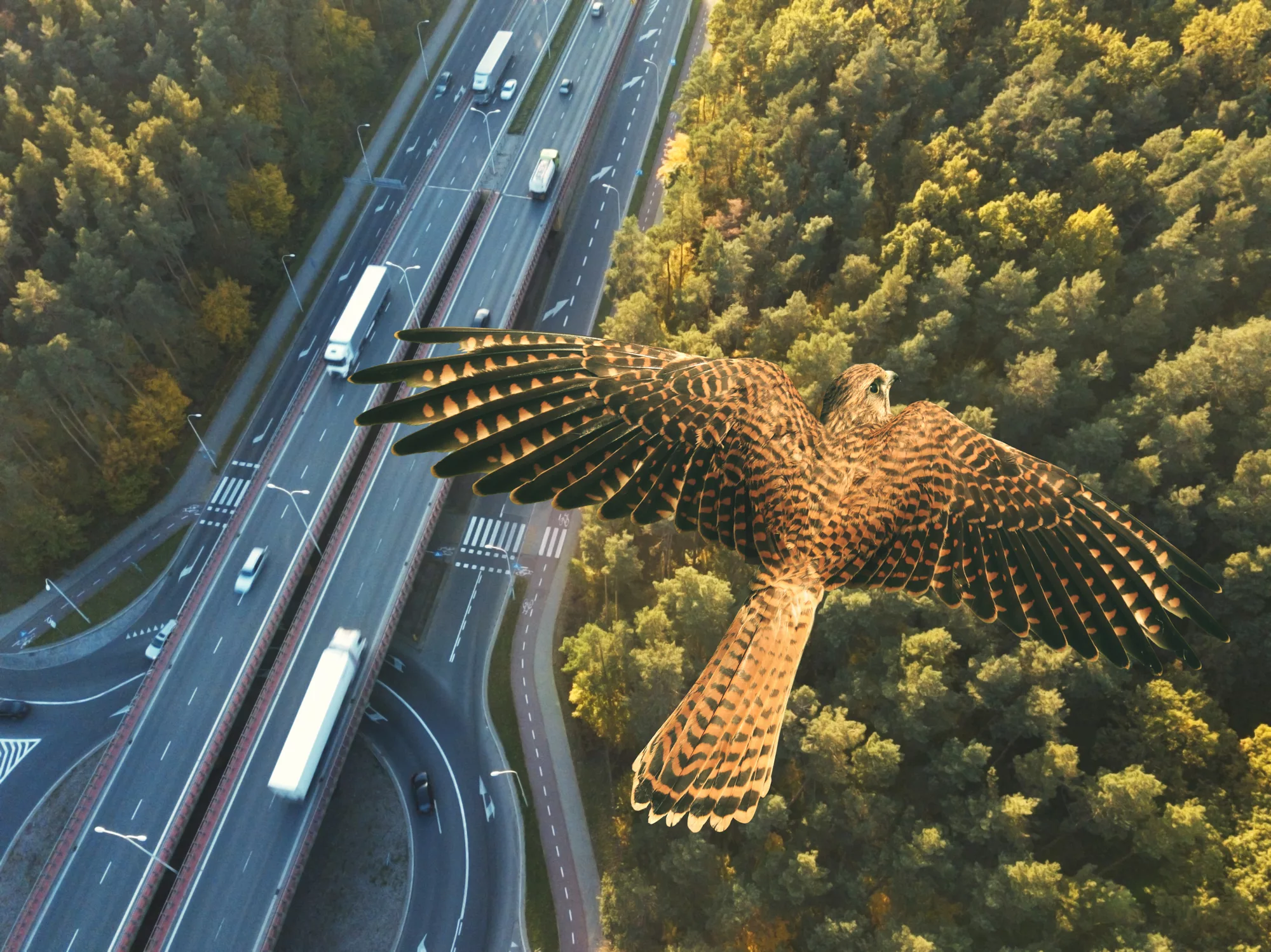 falcon-flying-above-highway-with-roundabout-in-forest-at-sunset