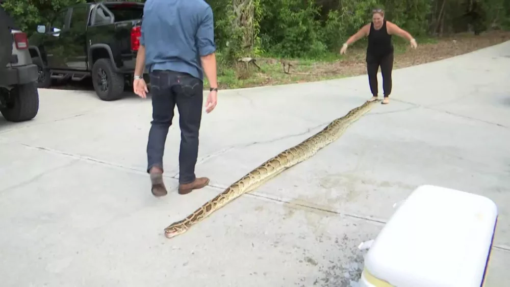 Hunters capture longest Burmese python snake ever caught in Florida ...