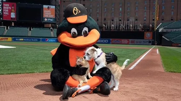 Orioles, BARCS to hold pet adoption event at Oriole Park at Camden