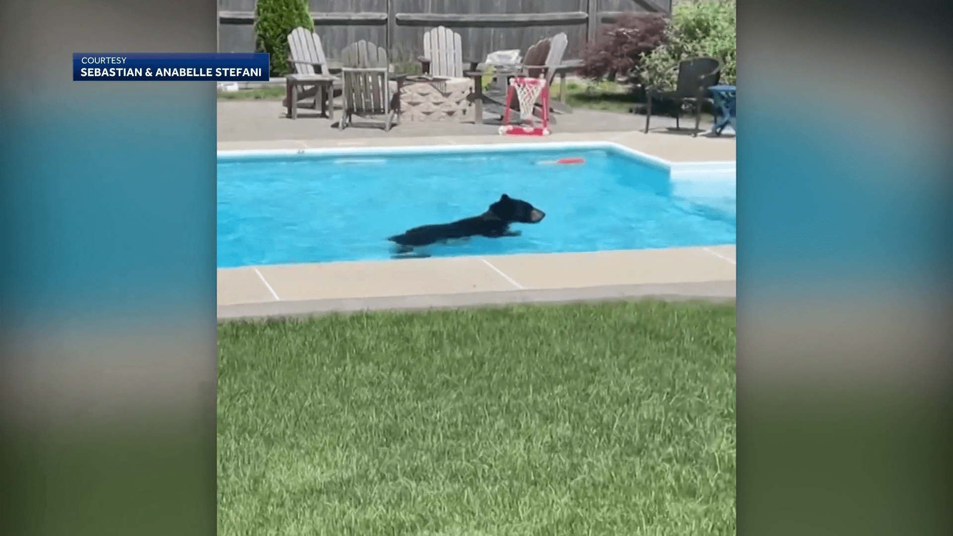 bear-in-hingham-pool-64ca86be2493c169294