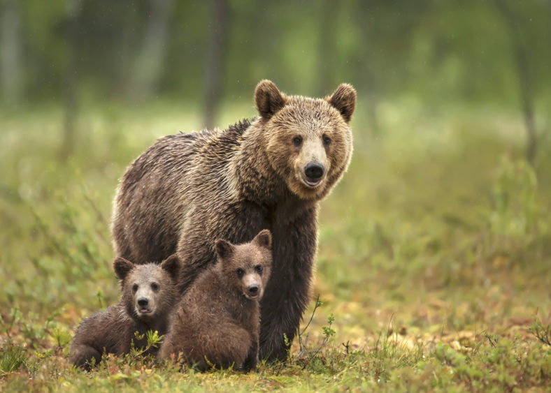 female-eurasian-brown-bear-and-her-cubs-in-boreal-forest