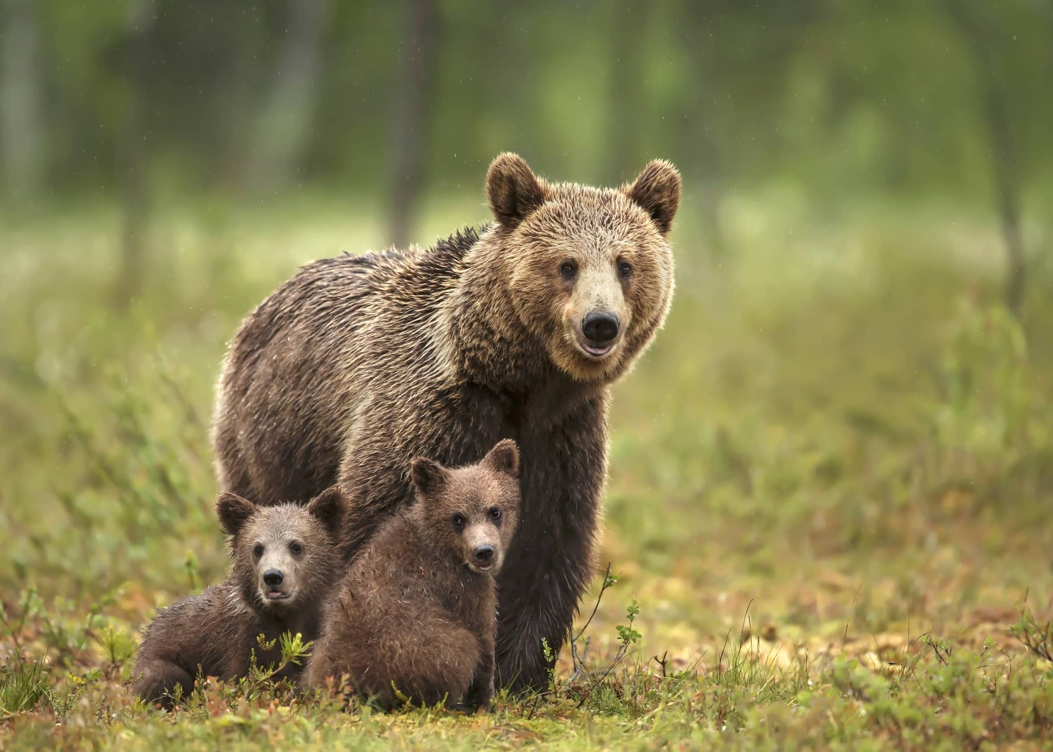 female-eurasian-brown-bear-and-her-cubs-in-boreal-forest