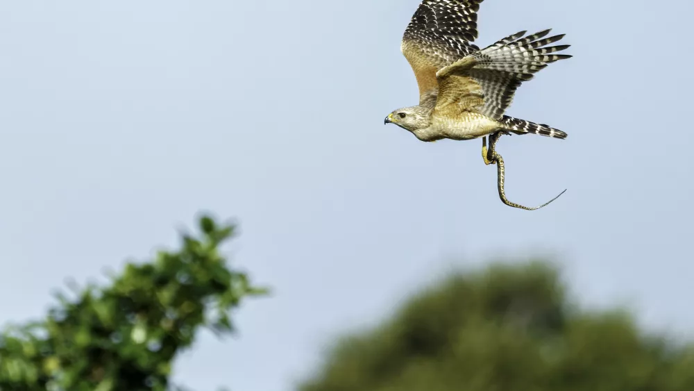 red-shouldered-hawk-flying-with-a-snake-in-its-talons