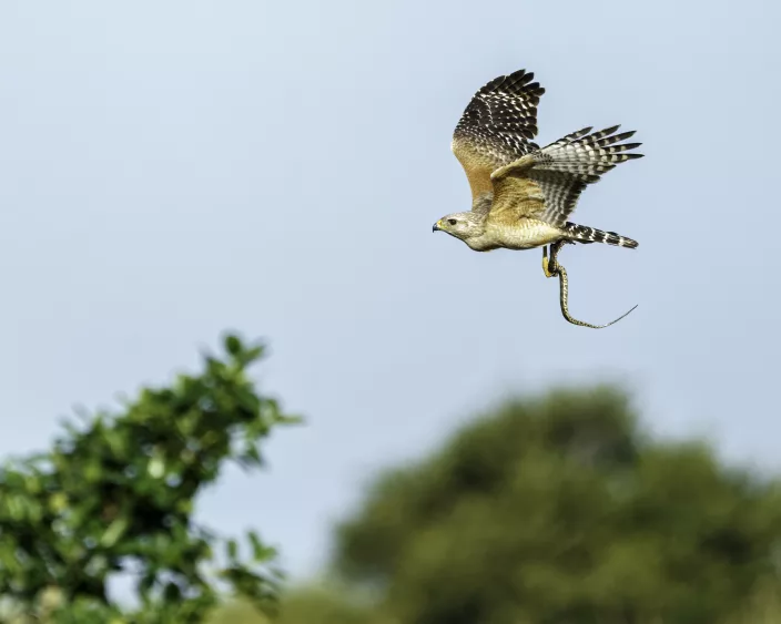 red-shouldered-hawk-flying-with-a-snake-in-its-talons