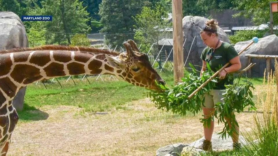 maryland-zoo-giraffe-jpg-64d5043aae77a556420