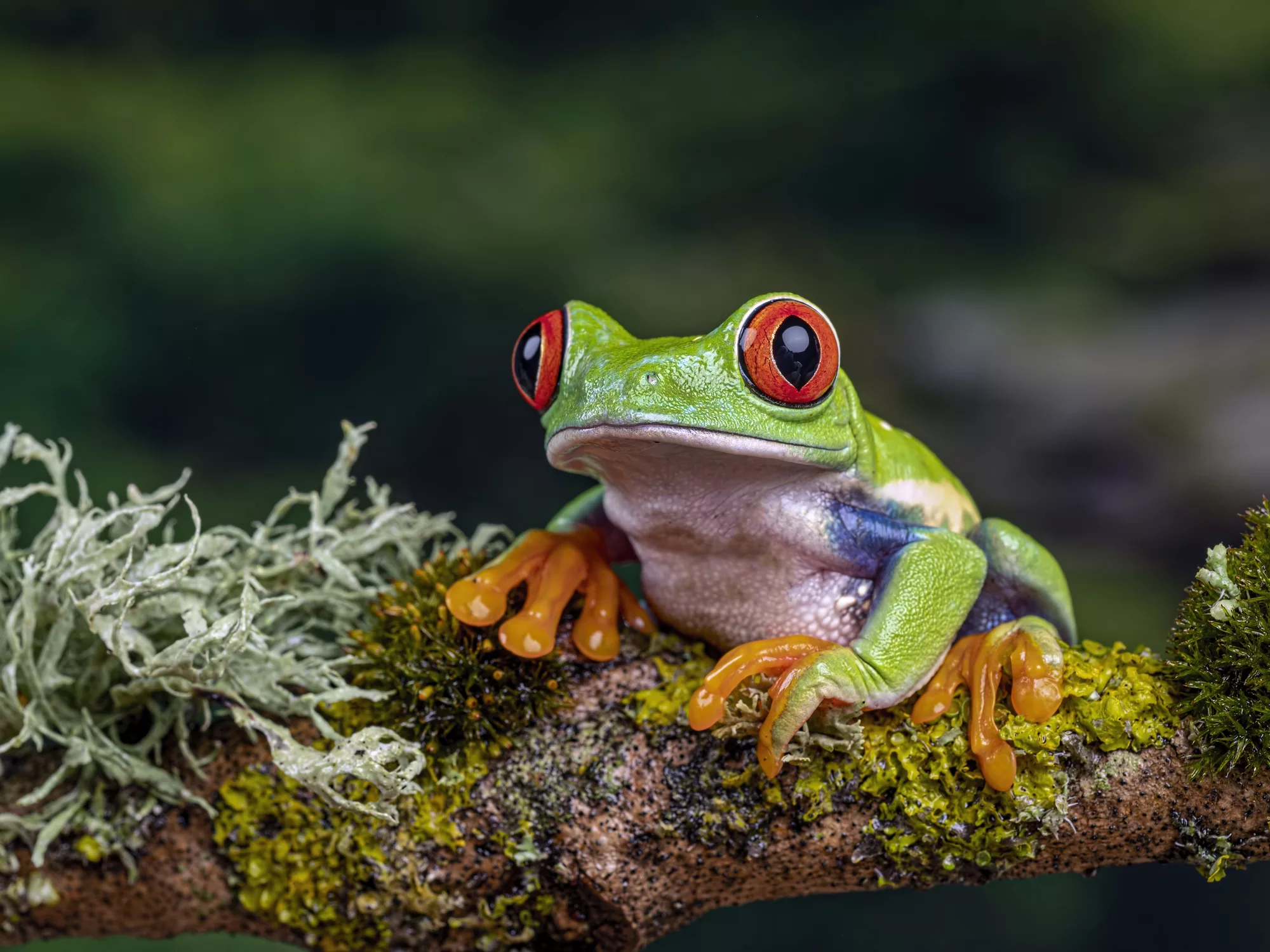 close-up-of-frog-on-branch-ringwood-united-kingdom