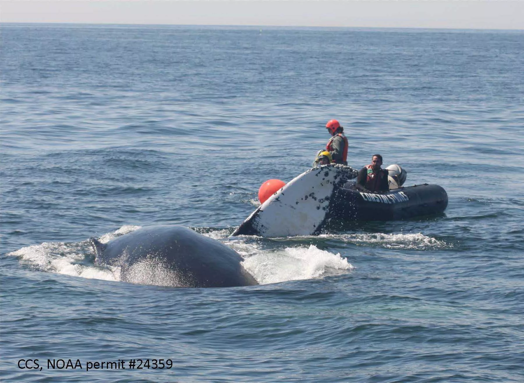 humpback-whale-pinball-08132023-1-ccs-noaa-permit-24359-64da75e95f1e0626654