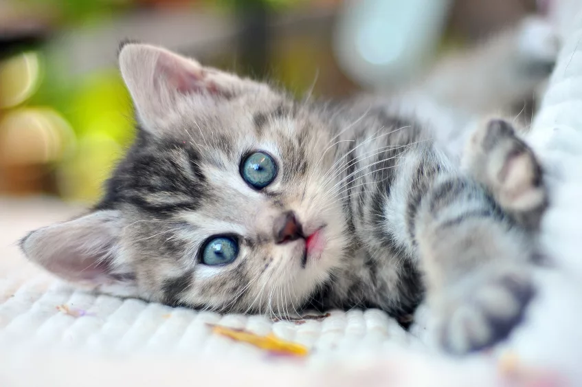 kitten-with-blue-eyes