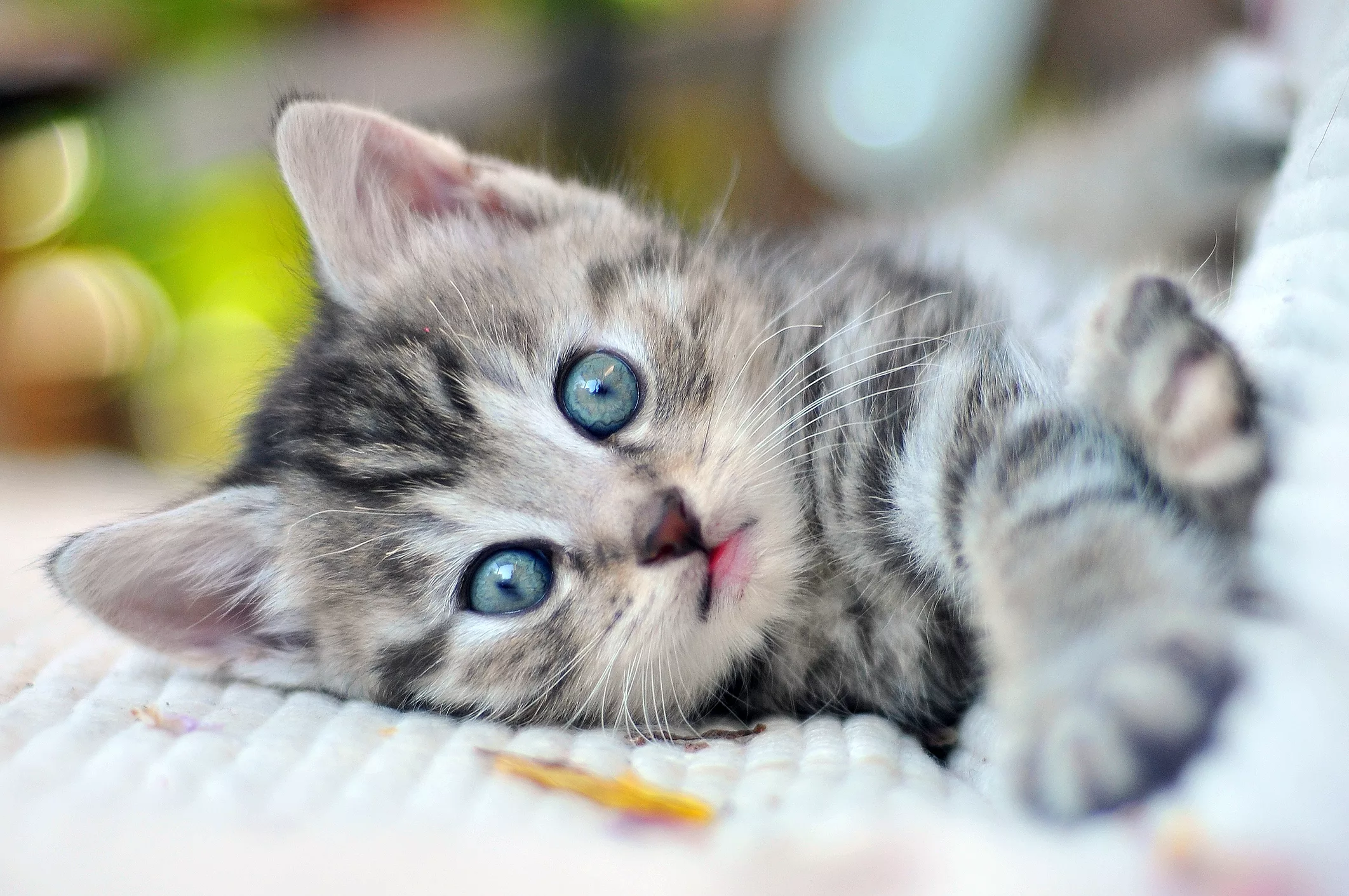 kitten-with-blue-eyes