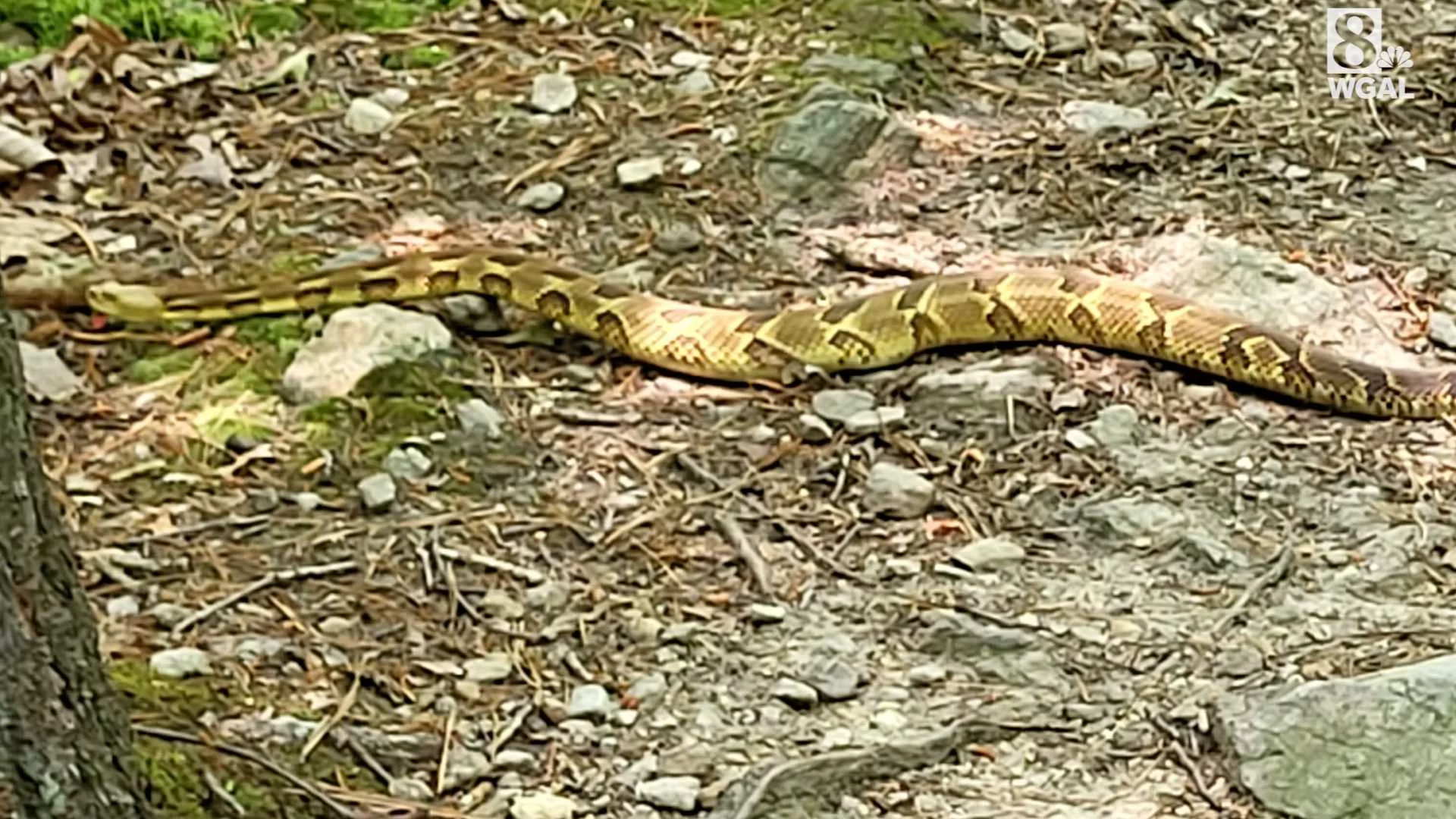 yellow-phase-timber-rattler-64e37ad6762ec891930