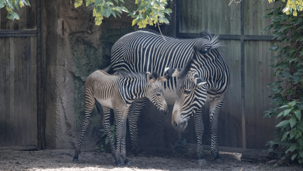 zebra-64ea9292294ac500307