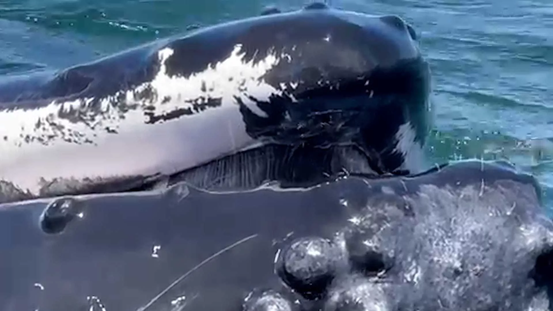 extremely-close-whale-encounter-cape-cod-provincetown-massachusetts-august-2023-64eba6705e747384938